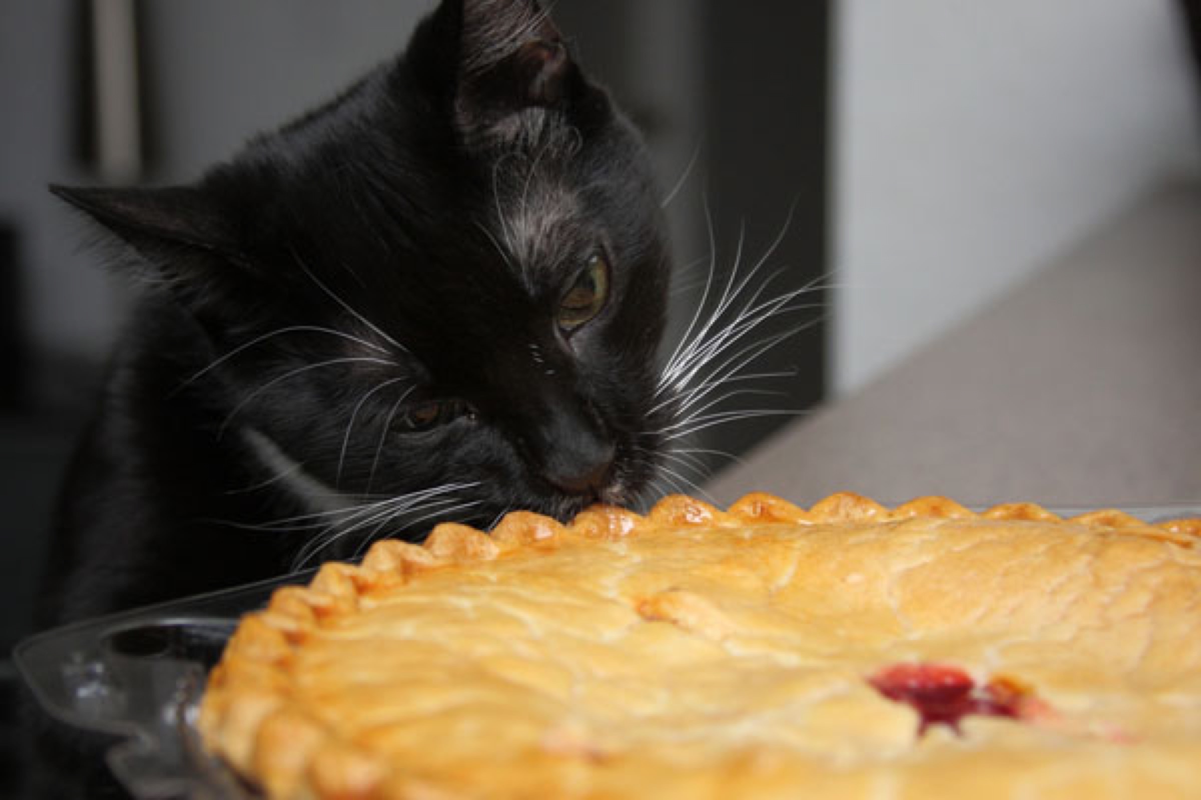 4118967_142156466942_catster-cat-pie-day-1.jpg