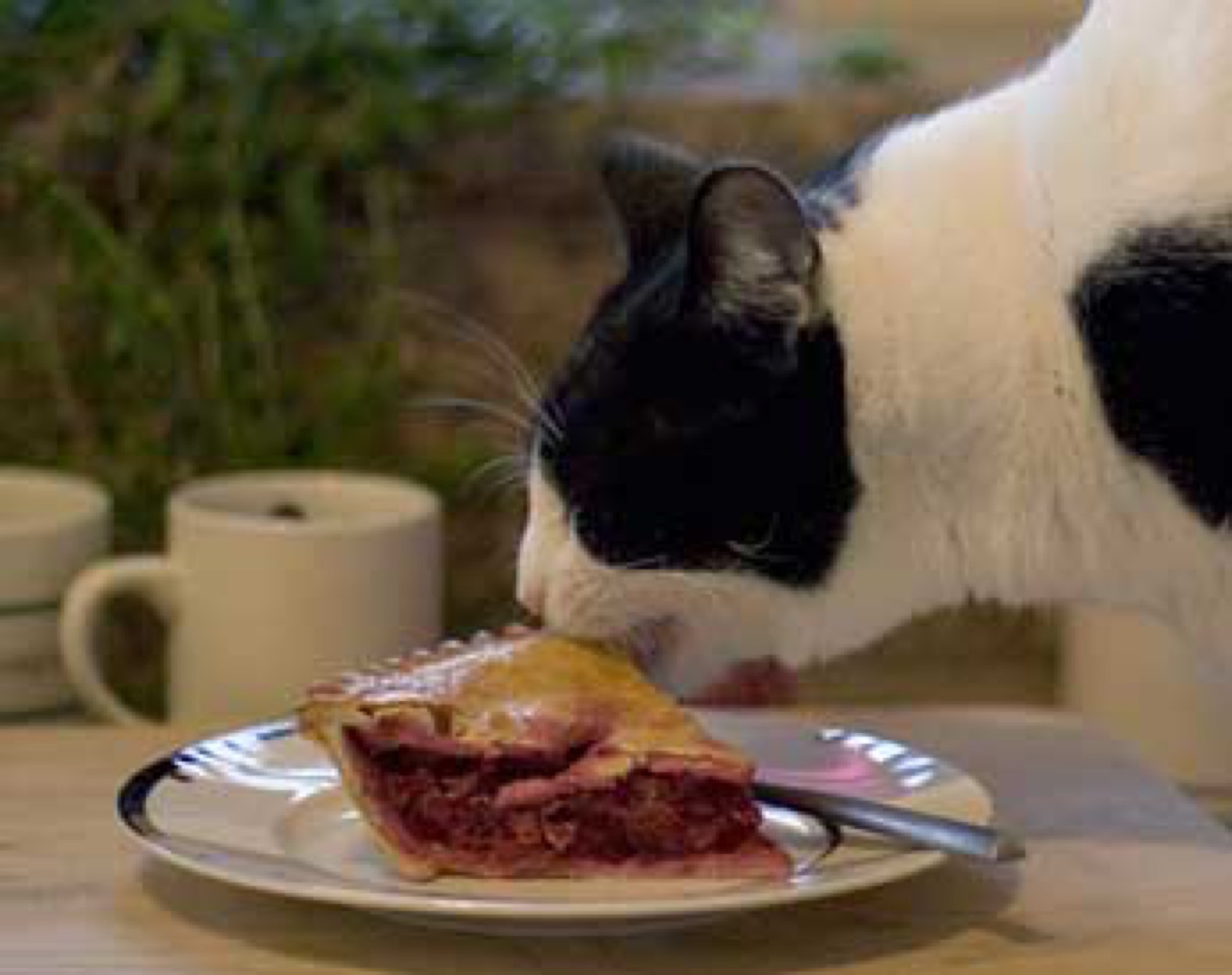 4118967_142156496191_cat-eating-pie.jpg