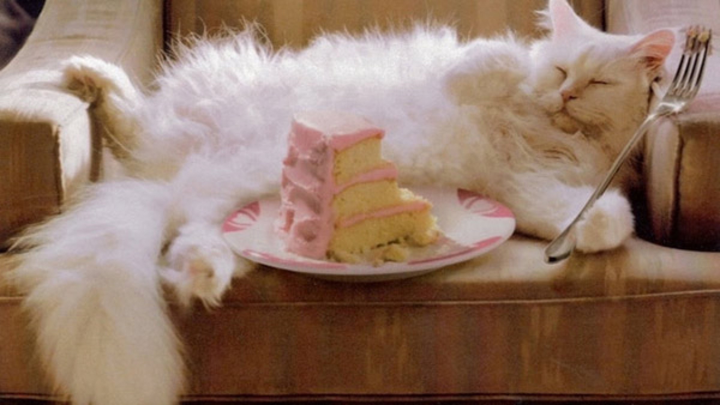 4118967_142156485942_cat-eating-cake-11.jpg