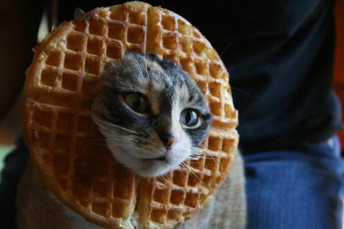 4118967_142786407721_cat-waffle.jpg