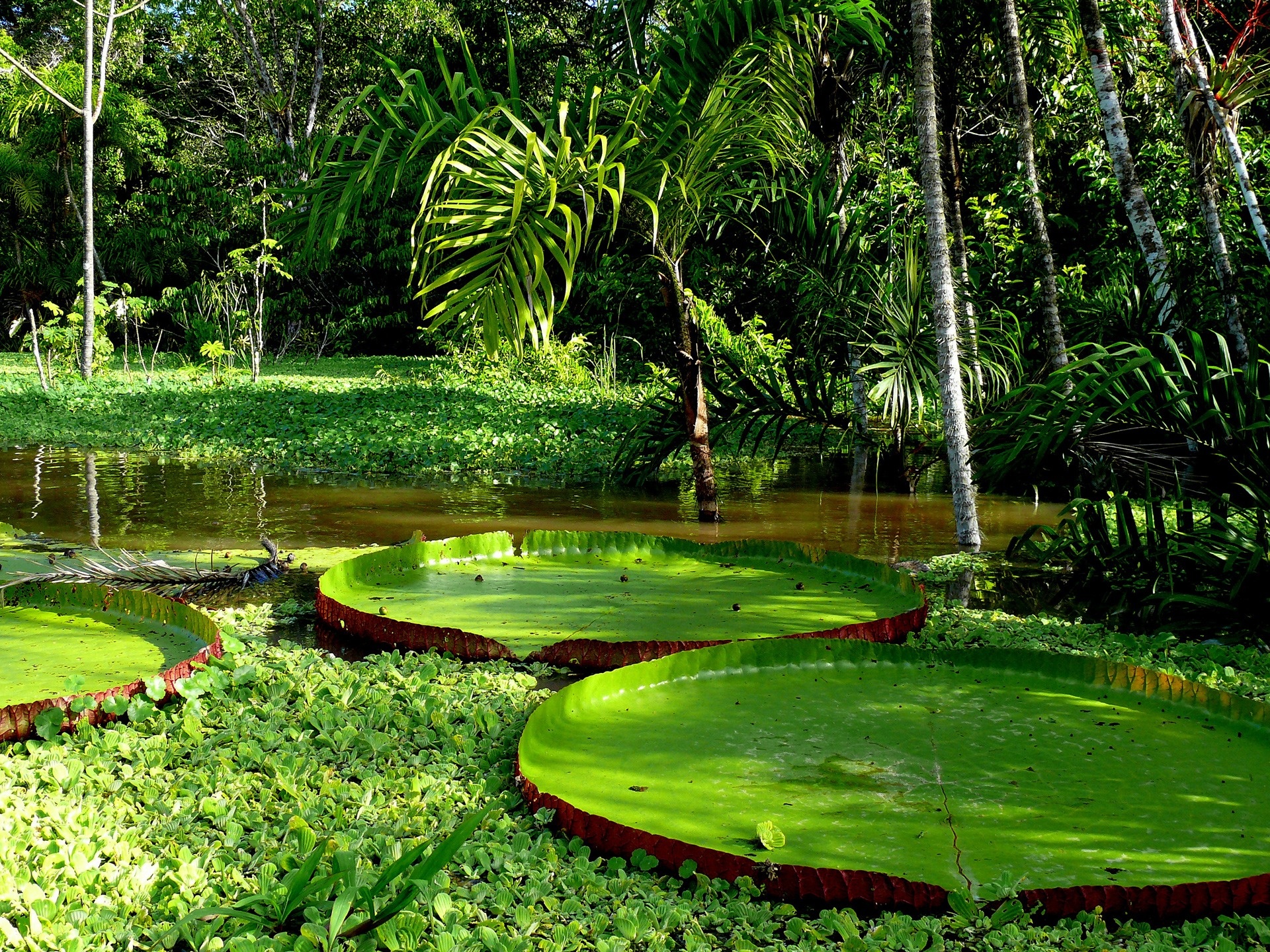 5009006_143050172413_Giant-Amazon-Water-Lily-Pad.jpg