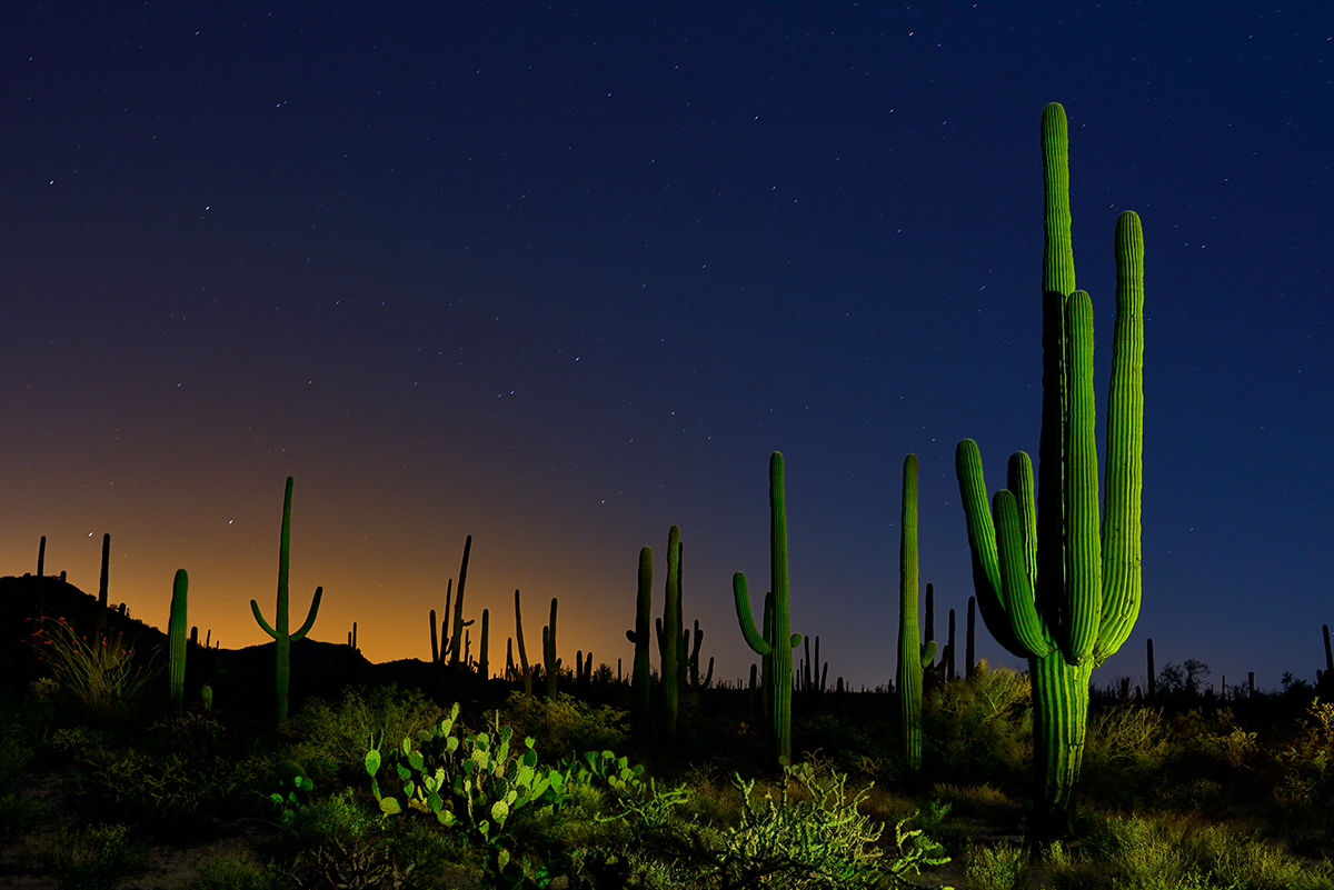 5009006_143050482323_Cactus-Glow.jpg