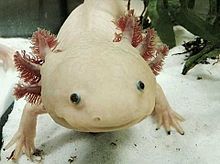 5428088_143532218551_220px-AxolotlBE.jpg