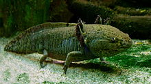 5428088_143532218551_220px-Axolotl_ganz.jpg