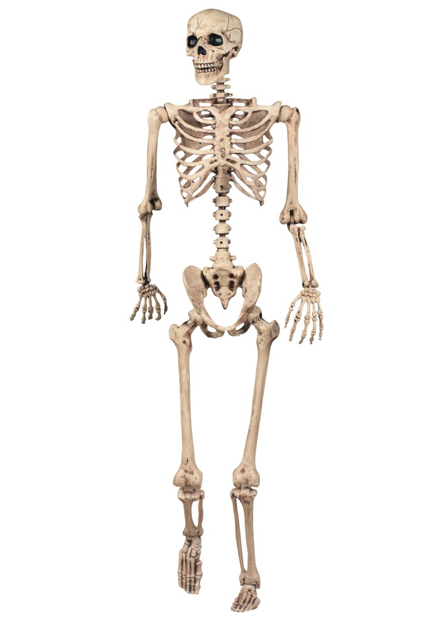 5484227_143986792531_skeleton-03.jpg