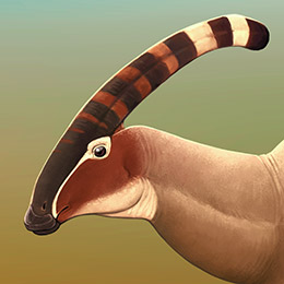 Parasaurolophus