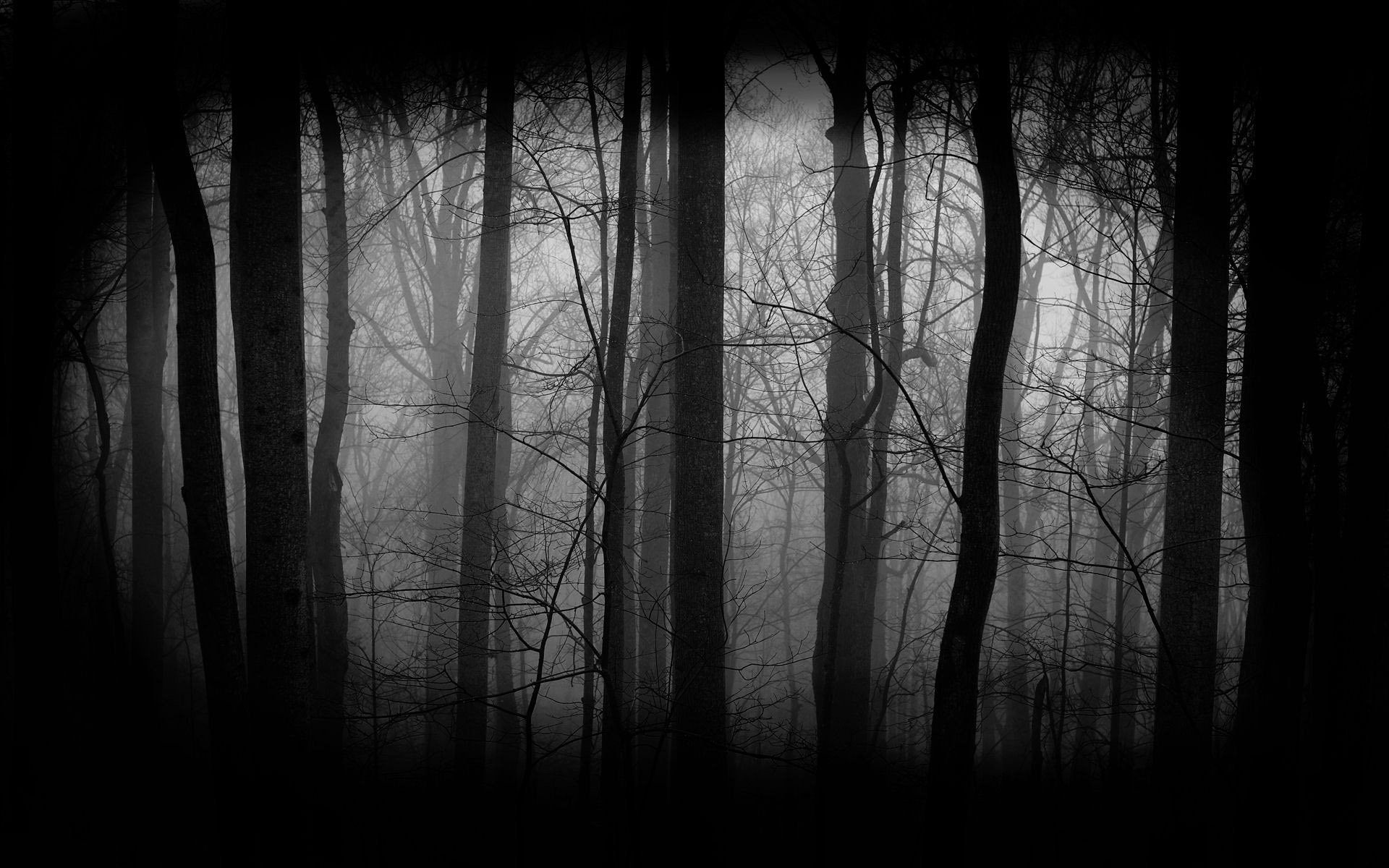 5435251_144067962011_Dark-Forest-Wallpaper-3.jpg