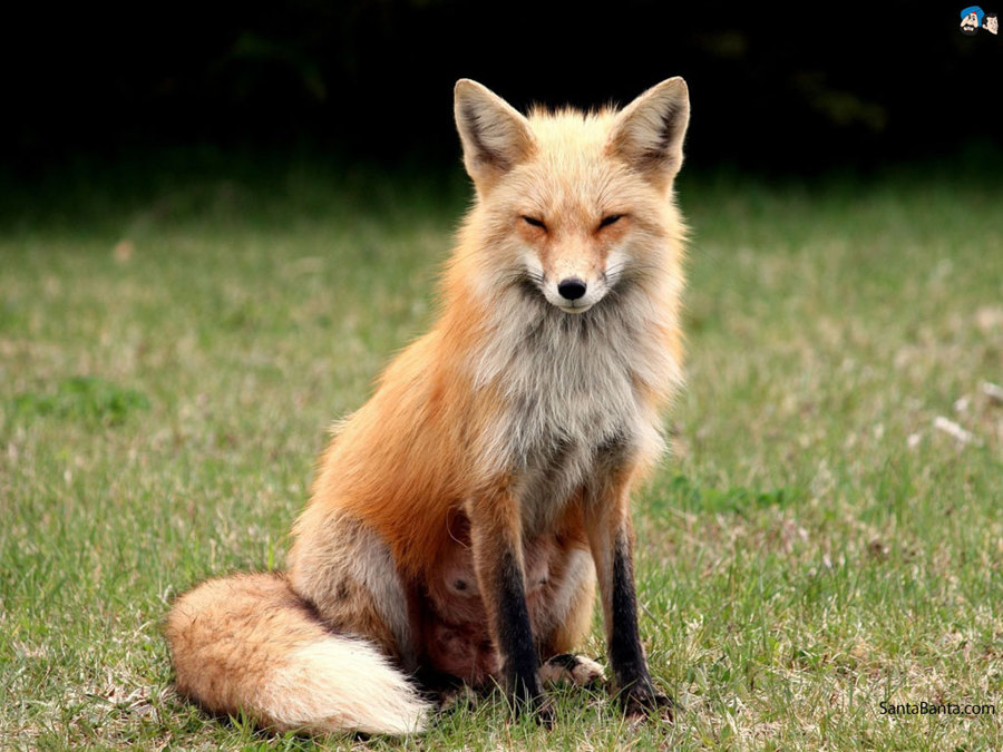 5465015_145288238793_foxes-0a.jpg