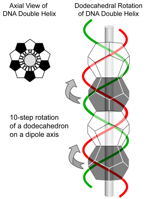5465015_145315249012_932DNADodecahedron.jpg
