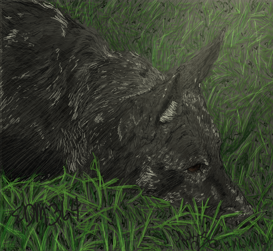 1726297_145324486652_edm364_german-shepherd-in-the-grass.png