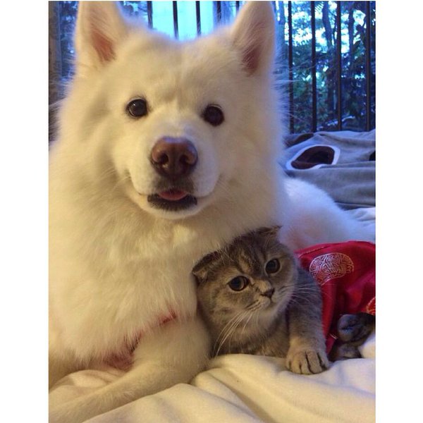 5337958_145841328553_dogandcat.jpg