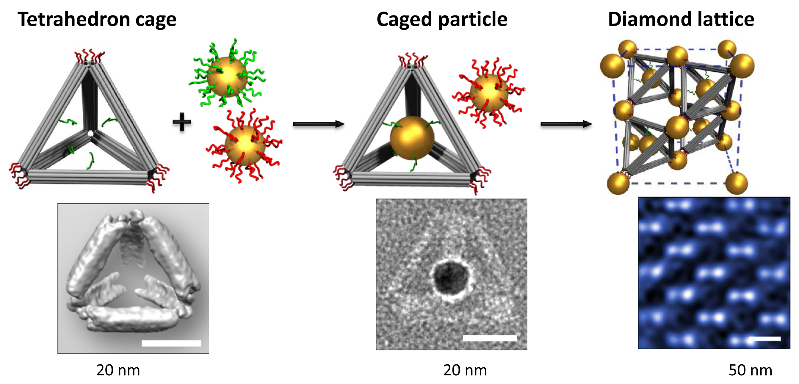 5465015_146126281351_932CageParticle.jpg