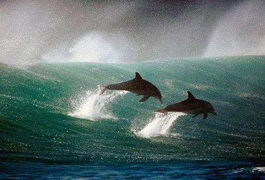 258514_147355071573_dolphins.jpg