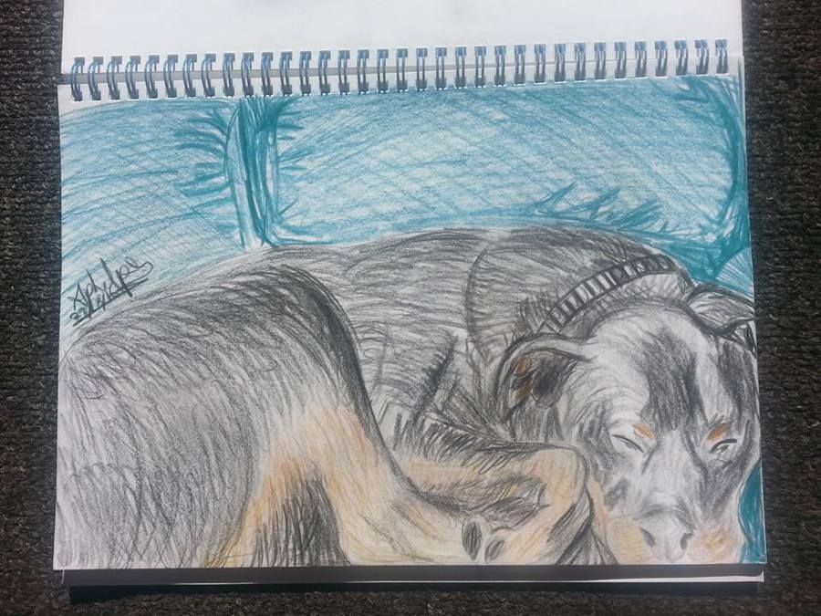 my dog life drawing by april phelps