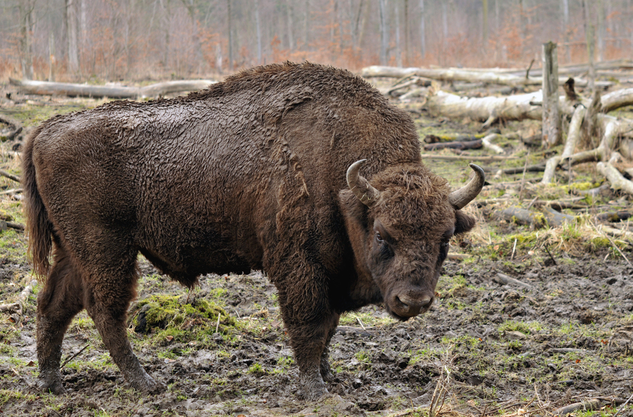 2957535_148301014963_Bison_bonasus_Linnaeus_1758.jpg