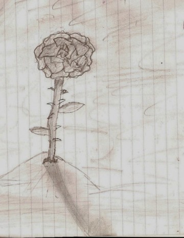 Rose drawing