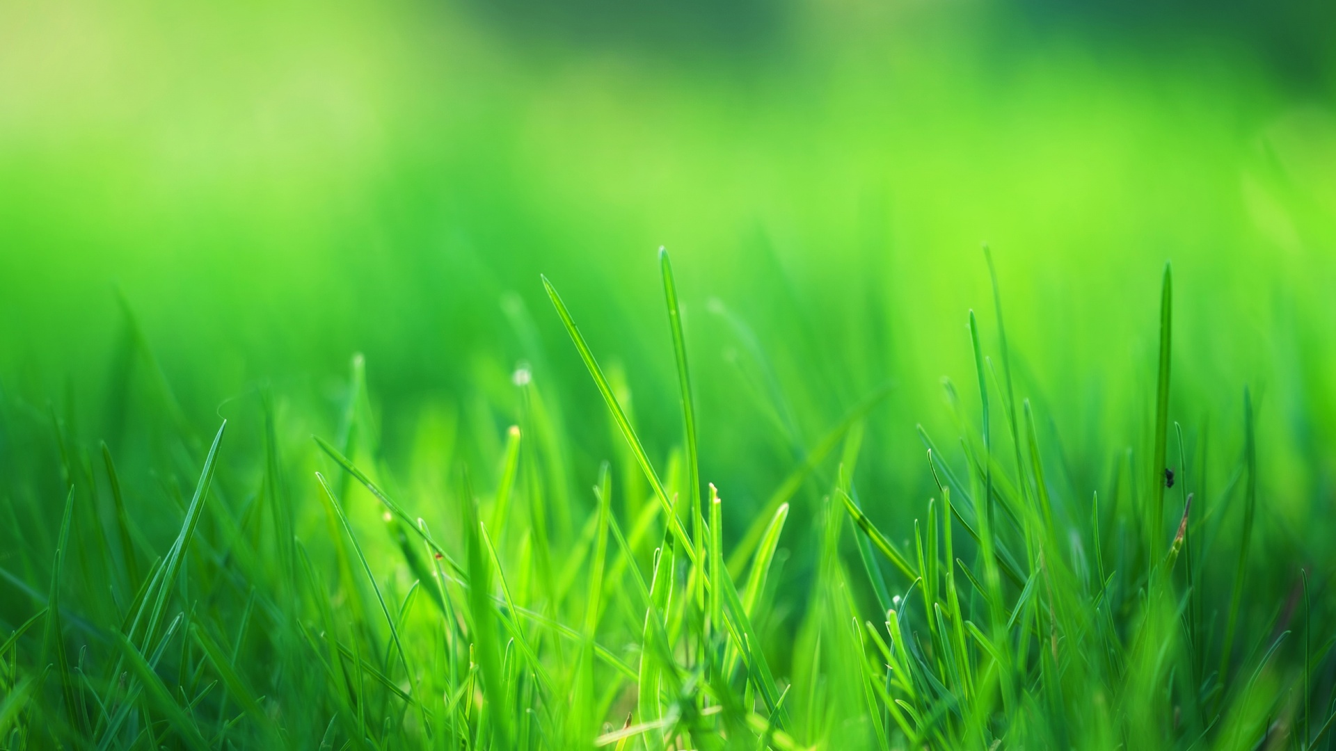 5735725_148841397983__downloadfiles_wallpapers_1920_1080_green_grass_field_.jpg