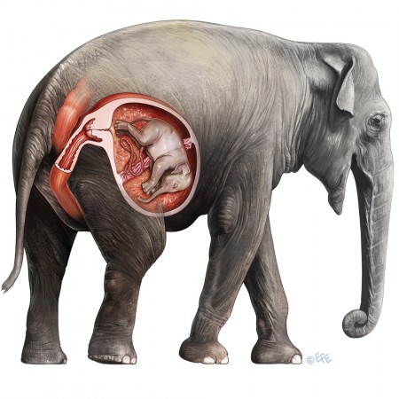 3043877_149821945642_Pregnantelephant.jpg