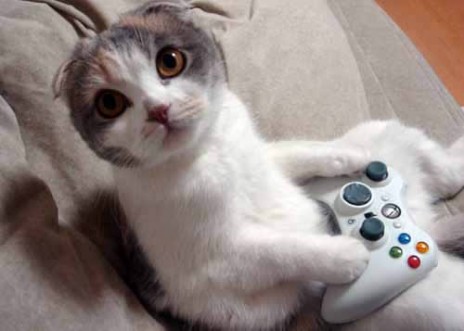 Gamer Kitteh